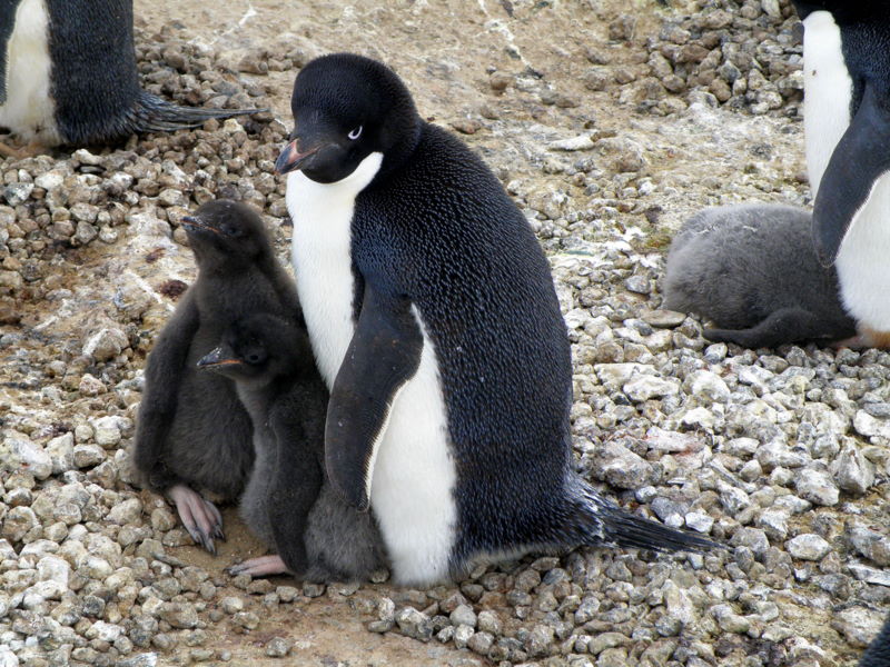 mom and undersized chicks